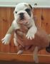 VENDO cuccio di buldog inglese